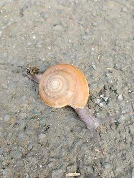 Wild snail caught on camera. Фото