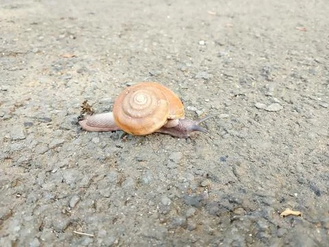 Wild snail caught on camera. Foto stock