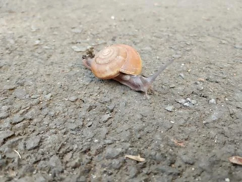Wild snail caught on camera. Фото