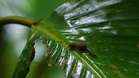 Wild snail crawl on the tropical leaf Stock Footage 53252049