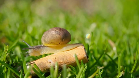 Wild snail crawling on discarded cigarette butt in polluted ecosystem,nature Stock Footage 168993563