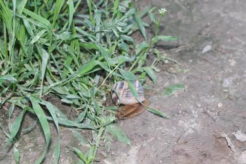 Wild snail in the grass. Stock Photos
