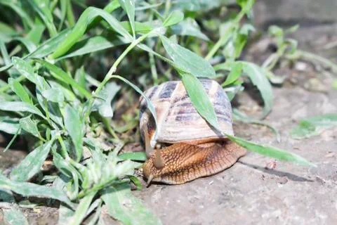 Wild snail in the grass. Stock Photos