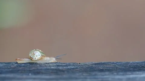 Wild snail moves toward the right hand side slowly Stock Footage 45446490