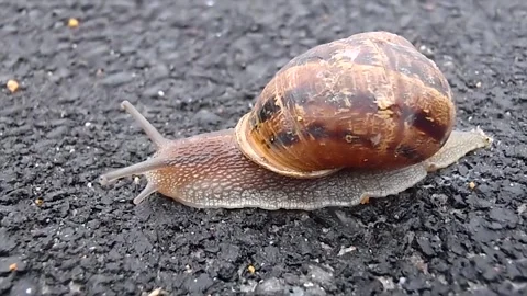 Wild snail slowly crawling on ground Stock Footage 283076004