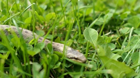 Wild Snake Coronella Austriaca Attacks the Camera Video stock 102218131