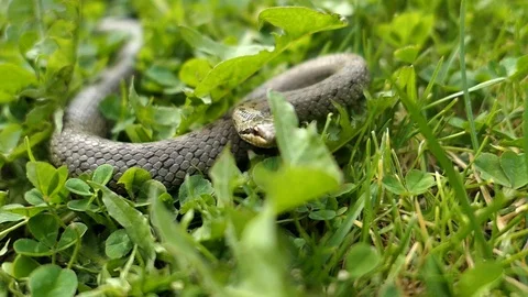 Wild Snake Coronella Austriaca Attacks the Camera Slow Motion 動画素材 102937793