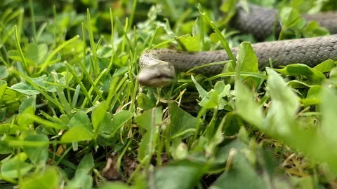 Wild Snake Coronella Austriaca Attacks the Camera Slow Motion Video stock 102937858