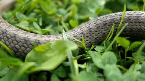 Wild Snake Coronella Austriaca on Grass Stock Footage 102217680