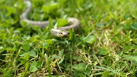 Wild Snake Coronella Austriaca in Grass Looking at the Camera 스톡 동영상 102937869