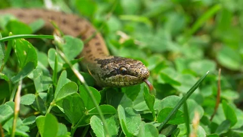 Wild Snake Coronella Austriaca on Grass and Stones Slow Motion 動画素材 114226984