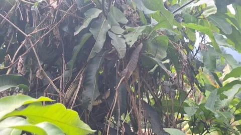 Wild Snake Eating Its Prey on a Tree Stock Footage 321042486