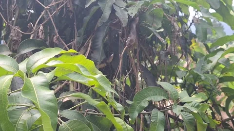 Wild Snake Eating Its Prey on a Tree Stock Footage 321042498