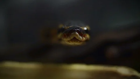 snake front view