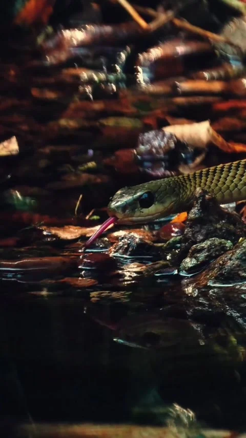 A wild snake moving through shallow water in the forest Video stock 347520642