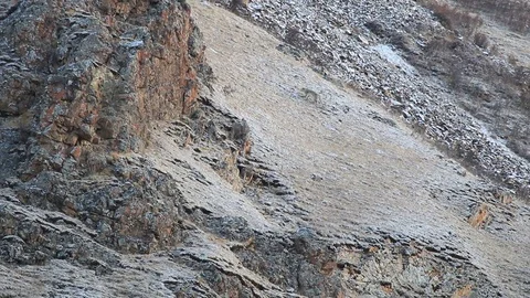 WILD Snow Leopard (Panthera Uncia) in Tibet walking on a mountain side - NO ZOO Stock Footage 82484844