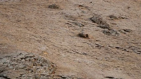 WILD Snow Leopard (Panthera Uncia) in Tibet walking on a moutain side Stock Footage 82485850