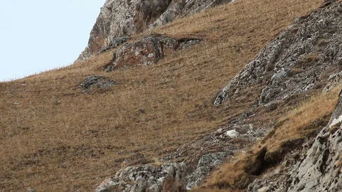 WILD Snow Leopard (Panthera Uncia) in Tibet feeding on a wild Blue Sheep Stock Footage 82486245