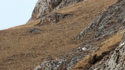 WILD Snow Leopard (Panthera Uncia) in Tibet feeding on a wild Blue Sheep Stock Footage 82487153