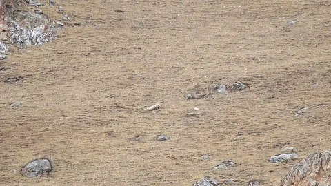 WILD Snow Leopard (Panthera Uncia) in Tibet killing a wild Blue Sheep Stock Footage 82489885