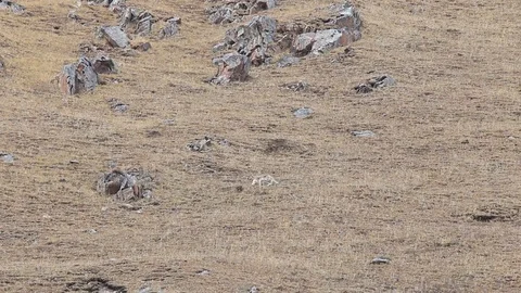 WILD Snow Leopard (Panthera Uncia) in Tibet walking on a moutain side Stock Footage 82491453