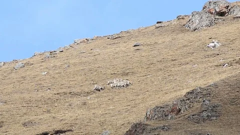 WILD Snow Leopard (Panthera Uncia) in Tibet prowling an herd of Blue Sheep Stock Footage 82491791