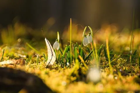 Wild Snowdrops Close Up in the Spring Park Stock Photos
