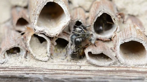 Wild solitary bees mating on insect hotel at springtime Video stock 75239124