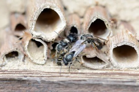 Wild solitary bees mating on insect hotel at springtime Stock Photos