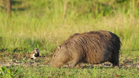 Wild southern lapwing preening its feather next to a foraging giant Stock Footage 171433512