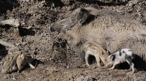 Wild sow and playing (or better fighting) piglets Stock Footage 48037345