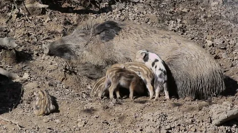 Wild sow and sleeping piglets Stock Footage 48036004