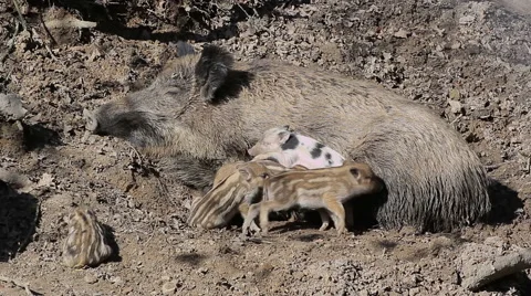 Wild sow and sleeping piglets Stock Footage 48037284