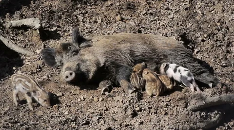 Wild sow and sucking piglets, breast-feeding Stock Footage 48036862