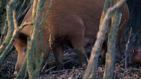 Wild sow with piglets foraging in the forest Stock Footage 328168566