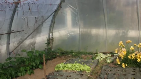 Wild sparrow finding the exit and flying out of a greenhouse to freedom 库存影片 332697217