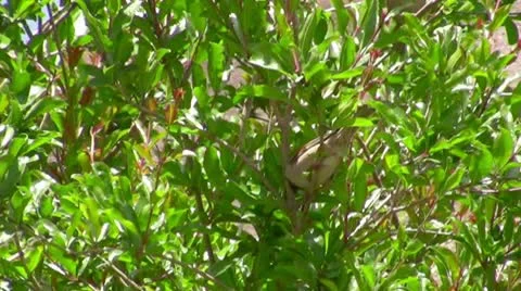 Wild sparrow Stock Footage 10077269