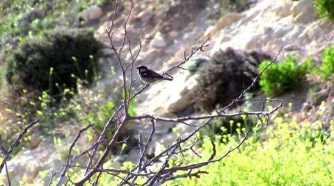 Wild sparrow Stock Footage 10566607
