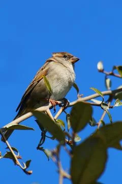 Wild sparrow Stock Photos