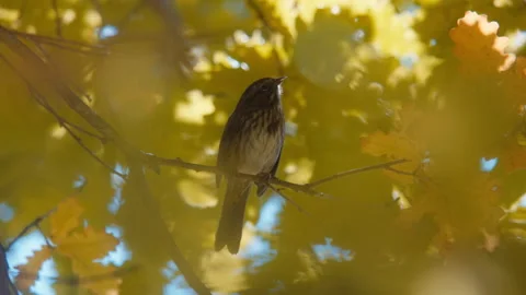 Wild sparrow sitting on a branch inside a golden oak tree canopy Stock Footage 337736133
