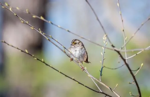 Wild Sparrow in a tree during Spring with budding branches Stock Photos