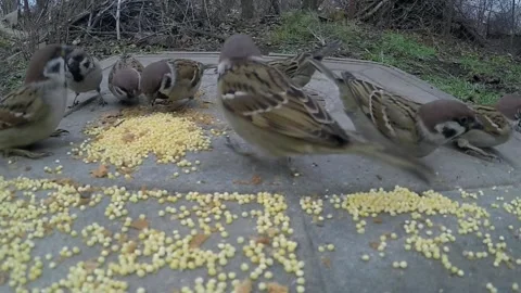 Wild sparrows eating corn seeds. Stockbeeldmateriaal 244141644