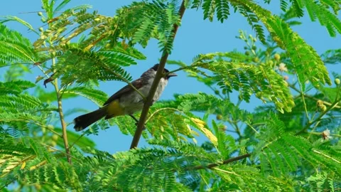 Wild sparrows that perch on a tree 10bit 4k 60fps Stock Footage 269695261