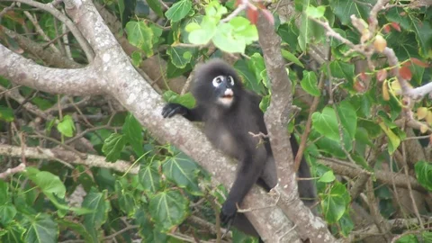 Wild Spectacled Langur Dusky Leaf Monkey Thailand Beach Monkey 動画素材 86378809
