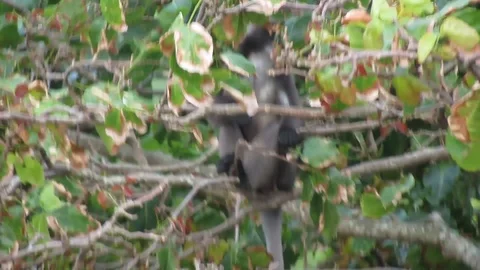 Wild Spectacled Langur Dusky Leaf Monkey Thailand Beach Monkey 動画素材 86716198