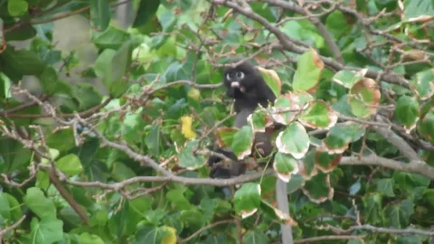 Wild Spectacled Langur Dusky Leaf Monkey Thailand Beach Monkey 動画素材 86716204