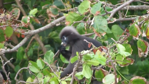 Wild Spectacled Langur Dusky Leaf Monkey Thailand Beach Monkey 動画素材 86716218