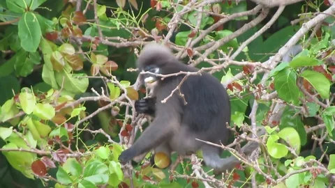 Wild Spectacled Langur Dusky Leaf Monkey Thailand Beach Monkey 動画素材 86716344