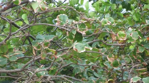 Wild Spectacled Langur Dusky Leaf Monkey Thailand Beach Monkey 動画素材 86716356