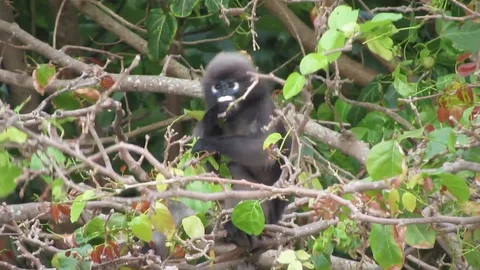 Wild Spectacled Langur Dusky Leaf Monkey Thailand Beach Monkey 動画素材 86716866